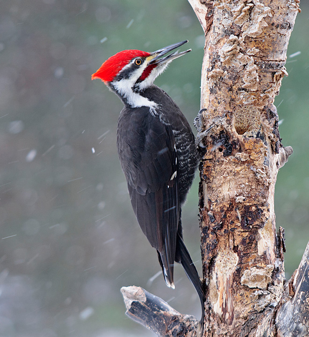 pileated-woodpecker-male-2013-1-_0942.jpg